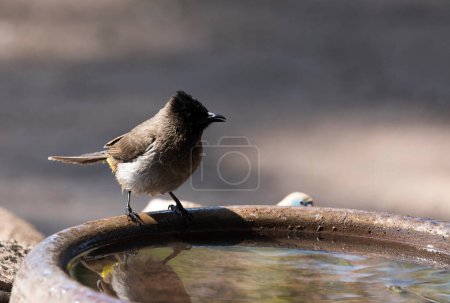A photo of common bulbul in Southafrica