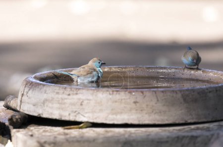 Una foto del pájaro de cera azul en Sudáfrica