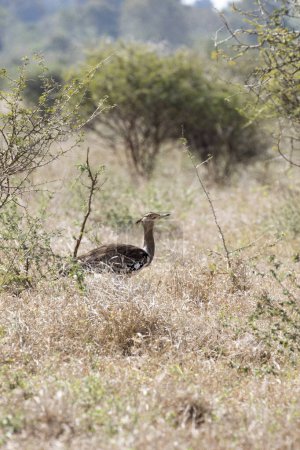 Una foto del pájaro avutarda kori en Sudáfrica