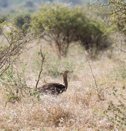 Ein Foto des Kori-Trappenvogels in Südafrika