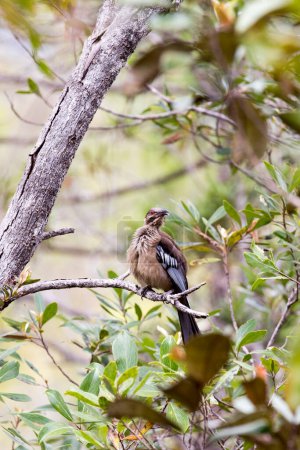 Ein Foto des behelmten Vogels auf einem Baum in Neukaledonien