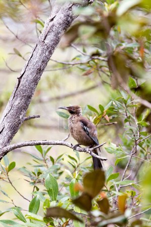 Ein Foto des behelmten Vogels auf einem Baum in Neukaledonien