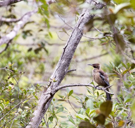 A photo of helmeted friarbird on tree in New Caledonia