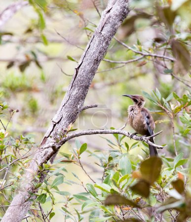 A photo of helmeted friarbird on tree in New Caledonia