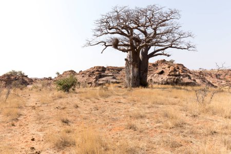 Foto de Una foto del árbol baobab en Sudáfrica - Imagen libre de derechos