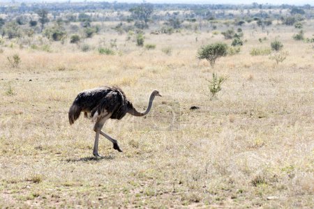 Una foto de avestruz común en Sudáfrica