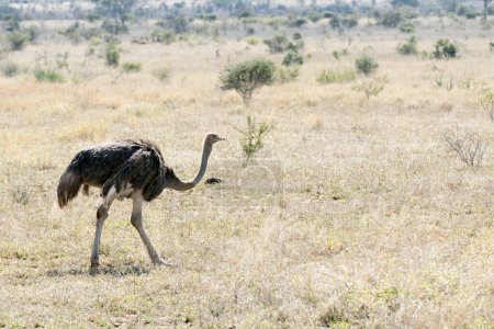 Una foto de avestruz común en Sudáfrica