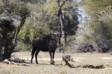 Photo for A photo of blue wildebeest in Southafrica - Royalty Free Image