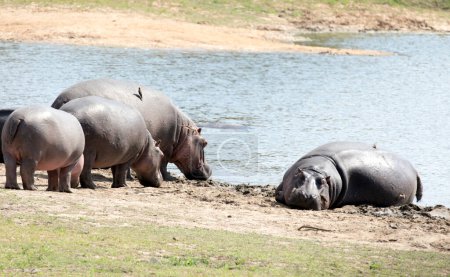 Eine Gruppe von Flusspferden in Südafrika