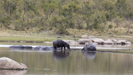 A group of hippo in Southafrica