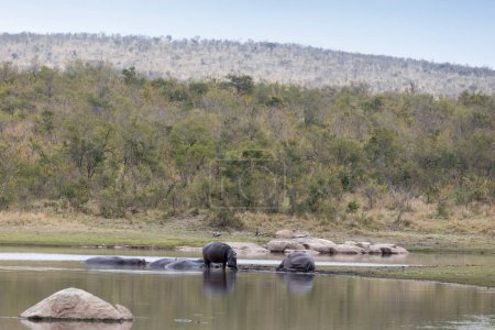 Eine Gruppe von Flusspferden in Südafrika