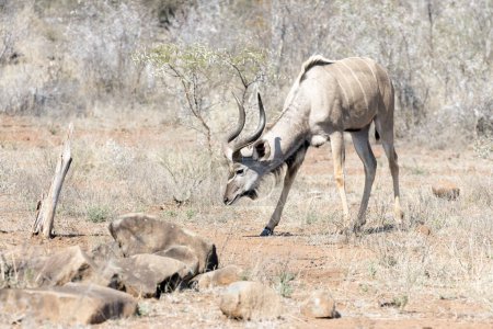 Una foto de un kudu mayor en Sudáfrica