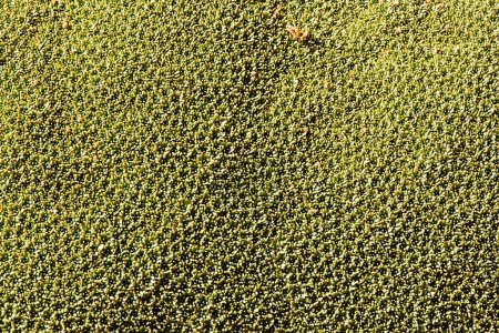 Una vista de la planta de Azorella yareta en Bolivia