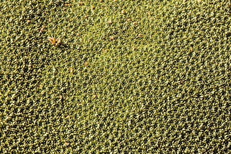 A view of Azorella yareta plant in Bolivia