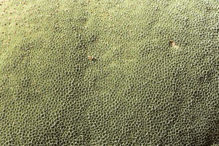 Una vista de la planta de Azorella yareta en Bolivia