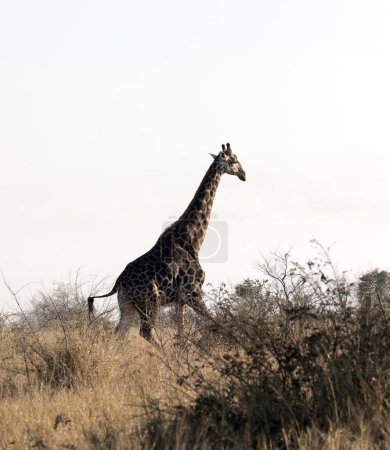 Ein Foto der Giraffe in Südafrika