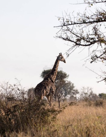 Una foto de la jirafa en Southafrica