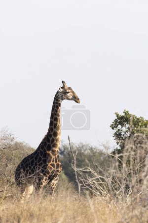 Une photo de girafe en Afrique du Sud