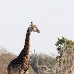 A photo of giraffe in Southafrica