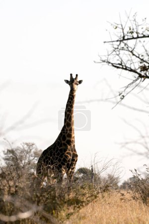 Une photo de girafe en Afrique du Sud