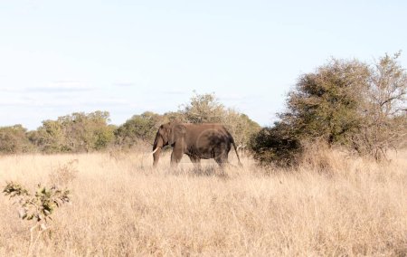 Una vista del elefante en Sudáfrica