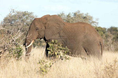 Ein Blick auf den Elefanten in Südafrika