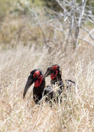 Ein Foto des Südlichen Erdhornvogels in Südafrika