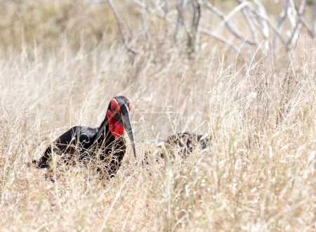 A photo of southern ground hornbill in Southafrica
