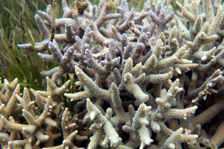 A photo of acropora coral in New Caledonia