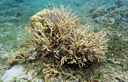 A photo of acropora coral in New Caledonia