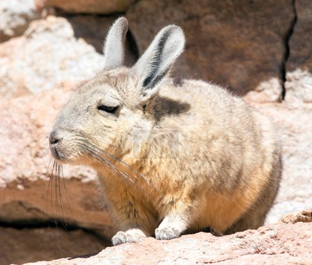 Cerrar foto de viscacha del sur en Bolivia