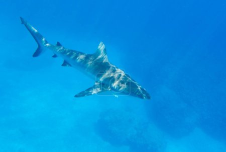 Foto de un tiburón en Nueva Caledonia