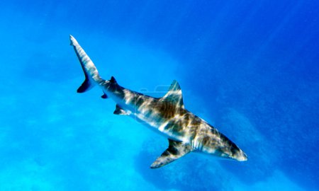 Foto de un tiburón en Nueva Caledonia