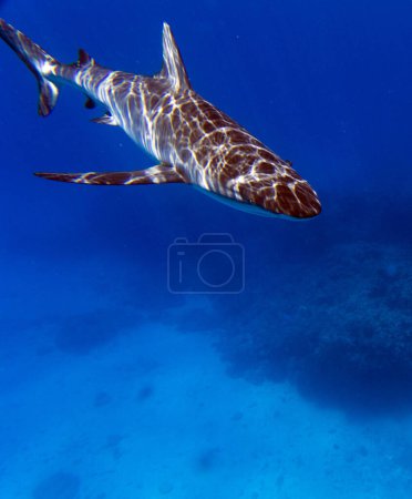 Photo d'un requin en Nouvelle-Calédonie