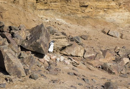 A nice photo of Magellanic penguin in Namibia