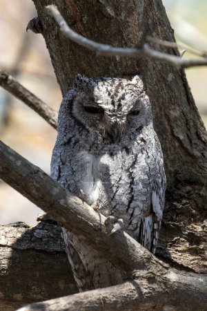 Photo of African scops owl on a tree