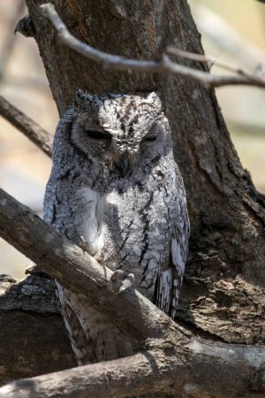 Photo of African scops owl on a tree