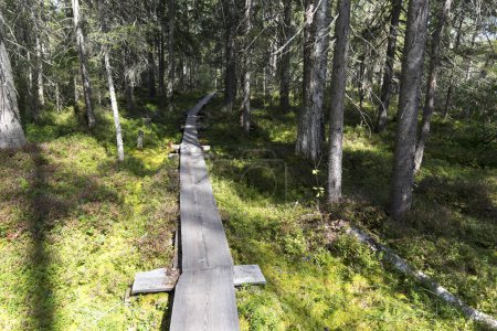 Foto eines Wanderweges in der Seenregion von Finnland