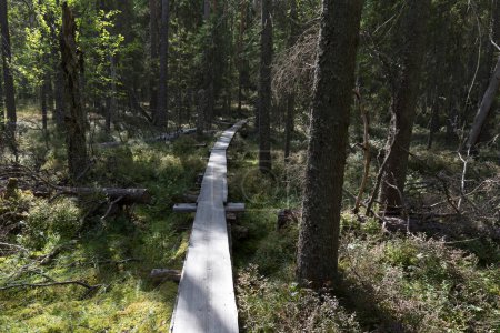 Photo d'un sentier dans la région lacustre de Finlande