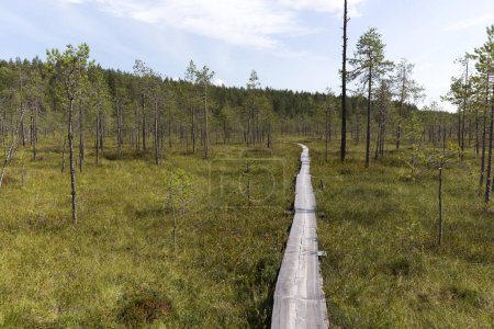 Photo of a trail in lake region of Finland