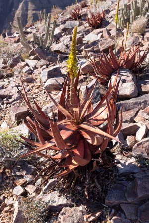 Photo de la plante d'aloès en Namibie