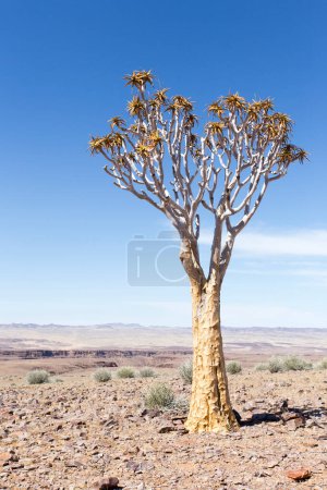 A photo of quiver tree in Namibia