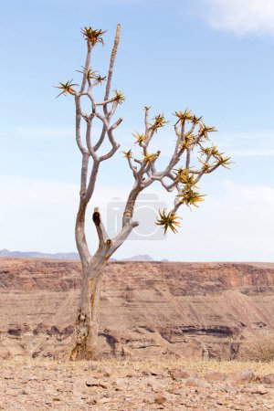 Une photo de carquois en Namibie