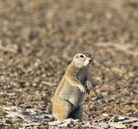 Foto de Una foto de ardilla de tierra en Namibia - Imagen libre de derechos