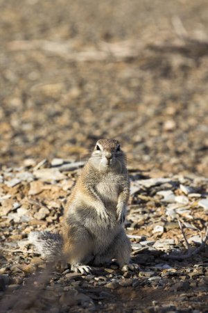 A photo of ground squirrel in Namibia