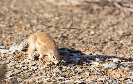 Una foto de ardilla de tierra en Namibia