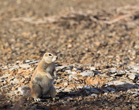A photo of ground squirrel in Namibia