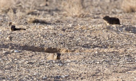 Une belle photo de rock hyrax en Namibie