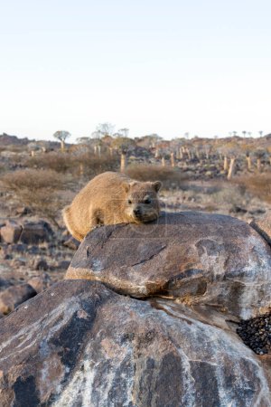 A nice photo of rock hyrax in Namibia