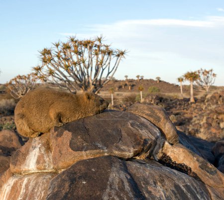 Ein schönes Foto von Felsenhyrax in Namibia